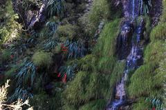 Gladiolus cardinalis