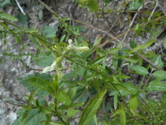 Stachys recta subcrenata