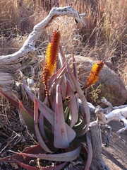Aloe castanea
