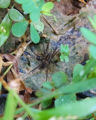 Lycosidae