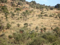 Aloe marlothii marlothii