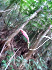 Siphocampylus convolvulaceus