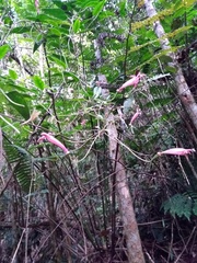 Siphocampylus convolvulaceus