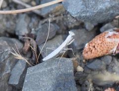 Litaneutria pacifica