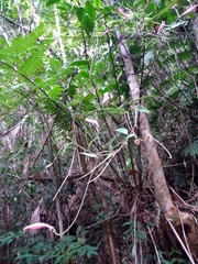 Siphocampylus convolvulaceus