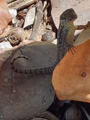 Leiocephalus carinatus