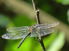 Somatochlora meridionalis