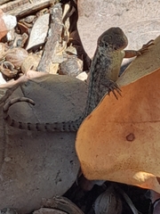 Leiocephalus carinatus