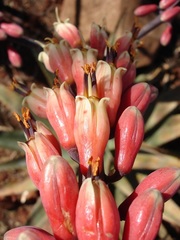 Aloe globuligemma