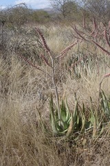 Aloe globuligemma