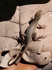 Leiocephalus carinatus