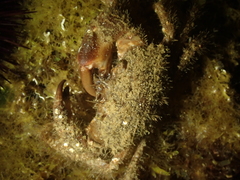 Pilumnus
