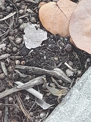 Leiocephalus carinatus