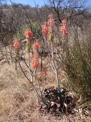 Aloe greatheadii davyana