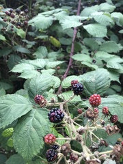 Rubus polonicus