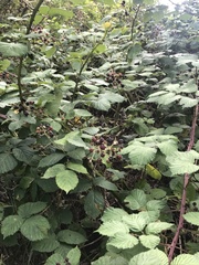 Rubus polonicus