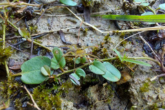 Lycosidae