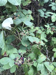 Rubus polonicus