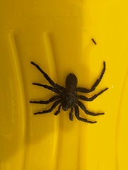 Amblyocarenum walckenaeri