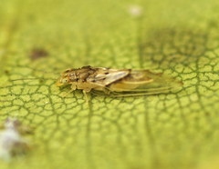 Boreioglycaspis australiensis