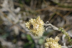 Helichrysum arenarium