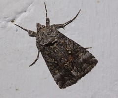 Syngrapha octoscripta