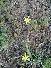 Pauridia serrata serrata