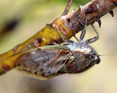 Platypleura capensis