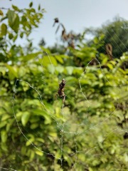 Cyclosa