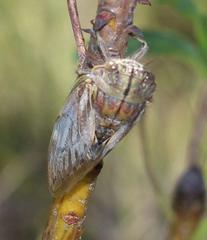 Platypleura capensis