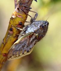 Platypleura capensis