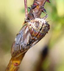Platypleura capensis