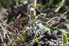 Helichrysum arenarium