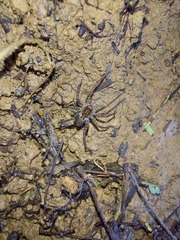 Lycosidae