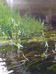 Sagittaria sagittifolia