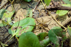 Lycosidae