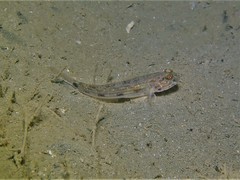 Acentrogobius pflaumii