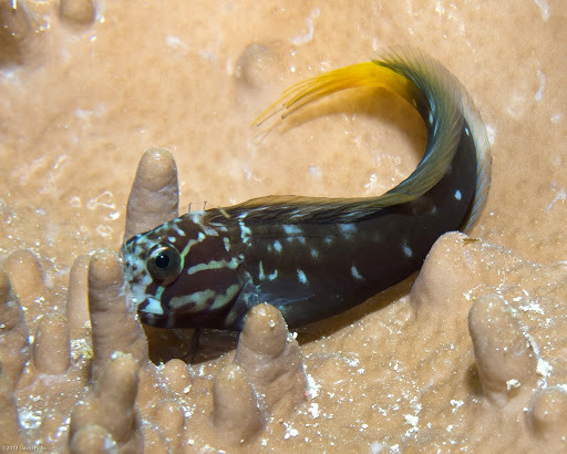 Black combtooth blenny (Ecsenius namiyei) — Blenniidae