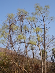 Steganotaenia araliacea araliacea