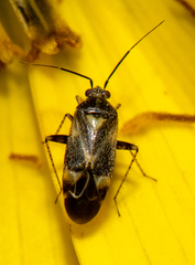 Plagiognathus obscurus