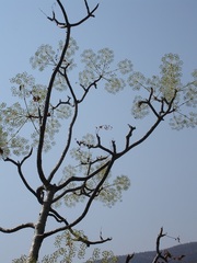 Steganotaenia araliacea araliacea