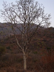 Steganotaenia araliacea araliacea