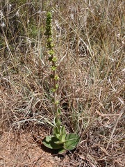 Crassula capitella nodulosa
