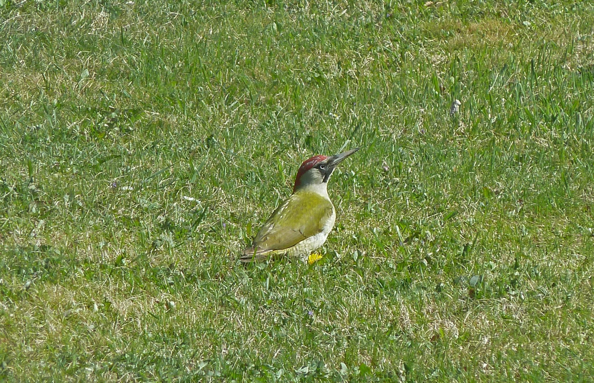 European Green Woodpecker