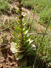 Crassula capitella nodulosa