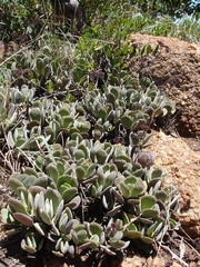 Crassula swaziensis