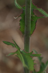 Sonchus wilmsii