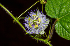Passiflora foetida