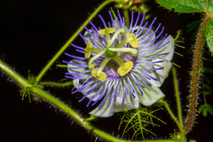 Passiflora foetida