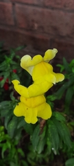 Antirrhinum majus